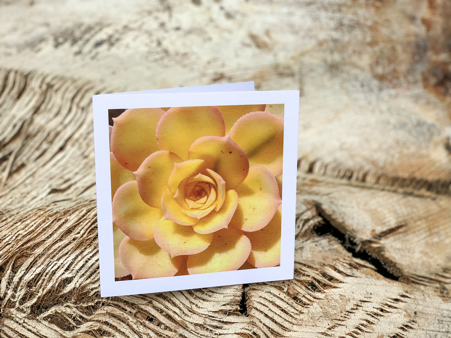 Blank Cards by Alia