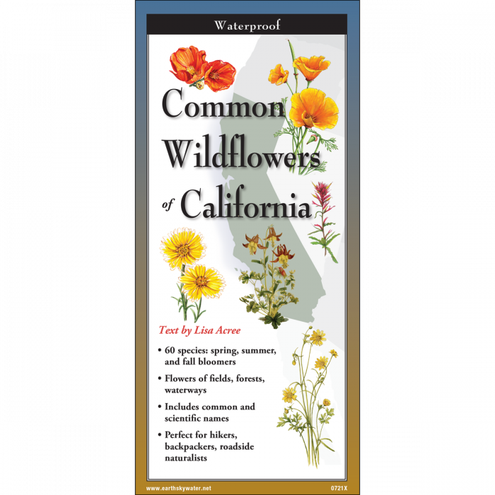 Common Wildflowers of California